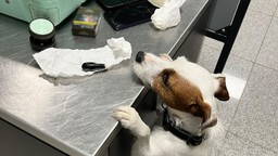 kas zatrzymała 89 kapsułek z kokainą. podróżny przemycał je w ciele