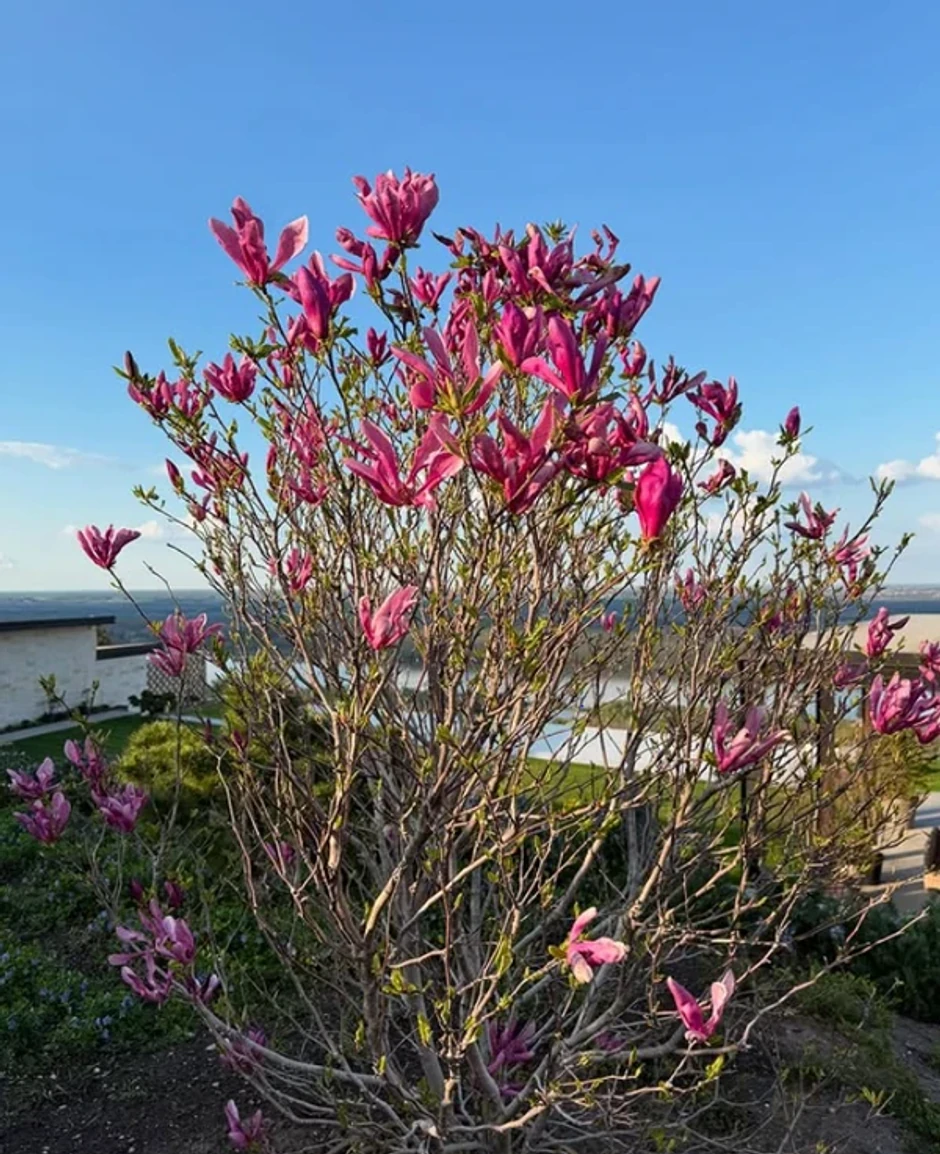 Branka Nevistić kuća