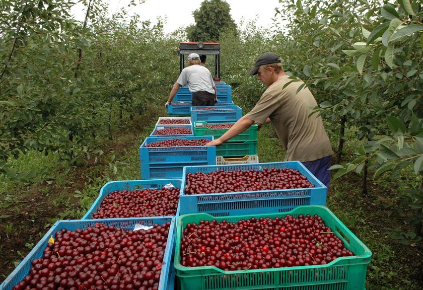 Plony owoców, m.in. truskawek, malin, czarnych porzeczek i wiśni są niższe