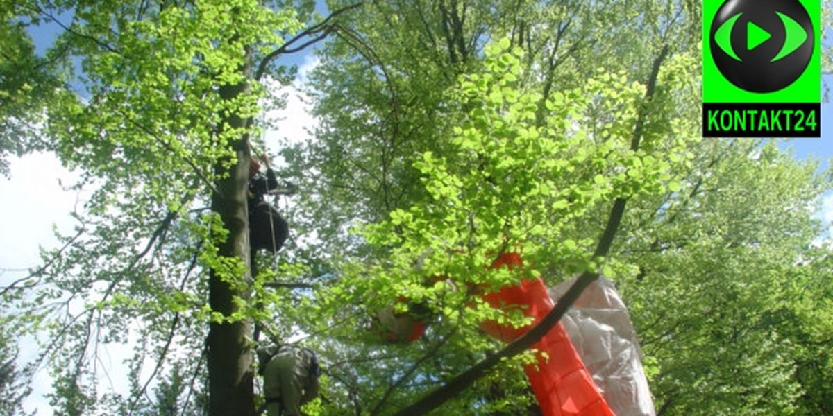 Paralotniarz na drzewie