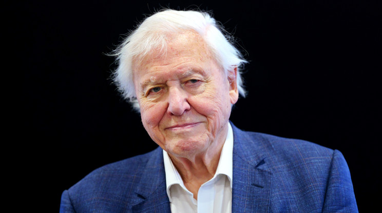 Ma ünnepli 97. születésnapját a világhírű természettudós David Attenborough / Fotó: Northfoto