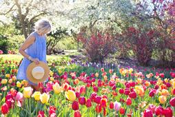 wiosna, tulipany, kobieta, sukienka