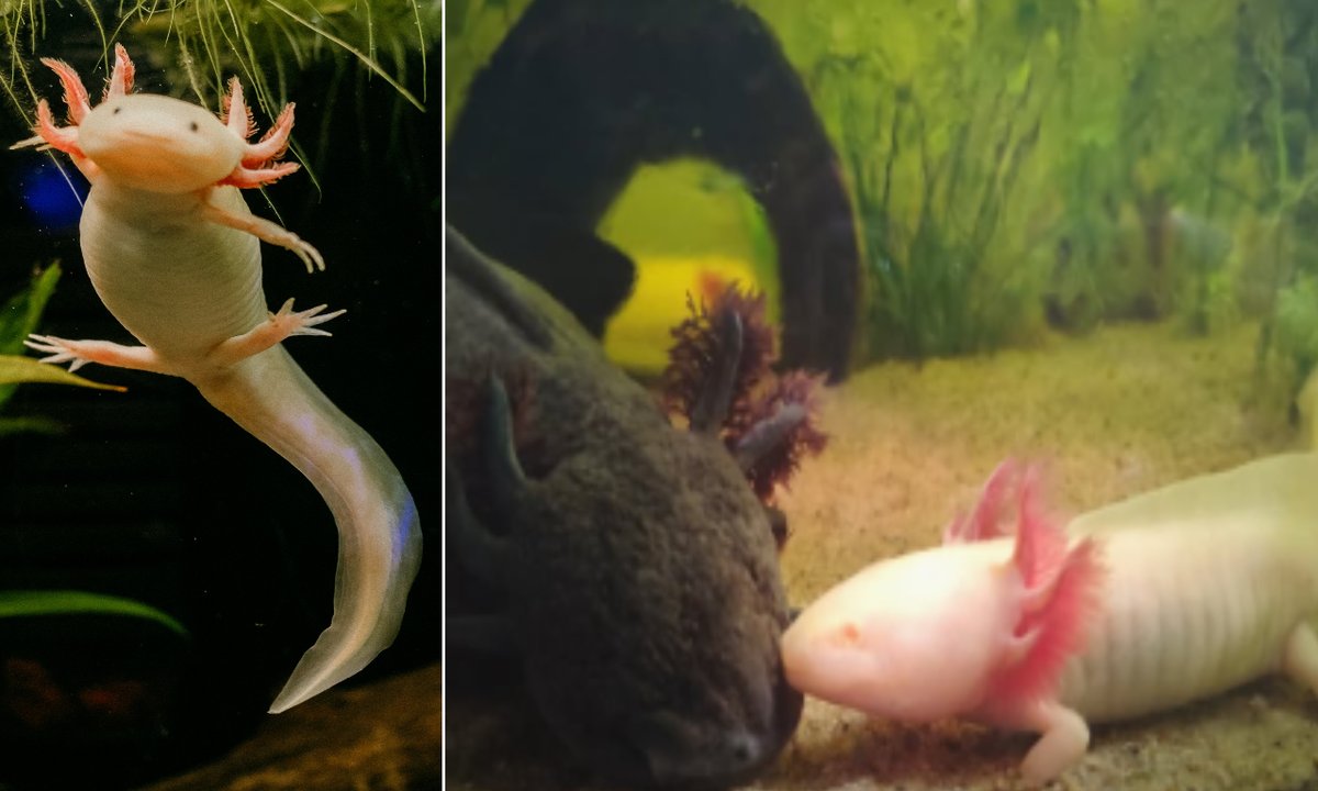 Porzucony Zenek walczył o życie. Historia aksolotla ze Świętochłowic poruszyła internautów