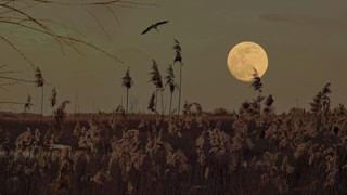 Superksiężyc nad Polską. Pełnia 5 listopada i niezwykła koniunkcja planet