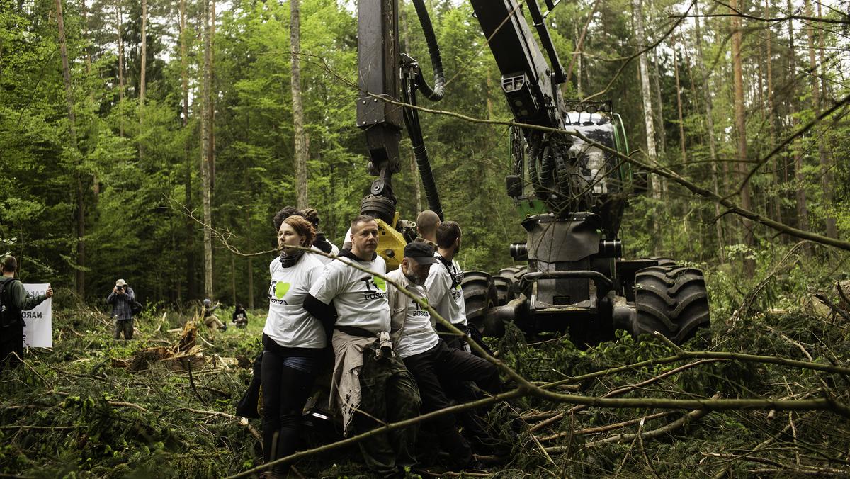 Puszcza Białowieska i protesty ekologów