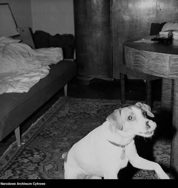 W mieszkaniach często trzymane były psy - rok 1967