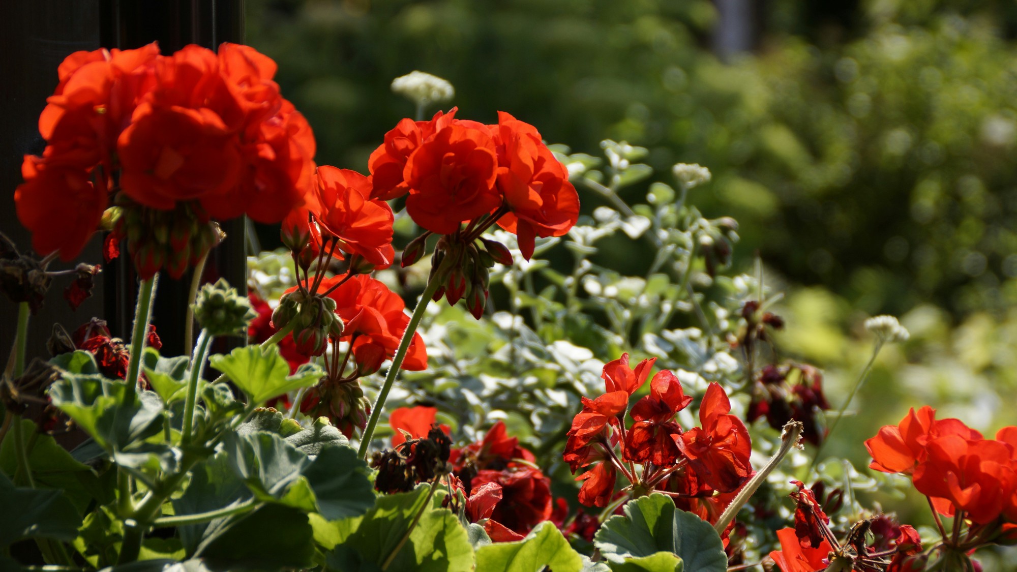 Balkónové muškáty s bohatými červenými kvetmi pred zazimovaním.