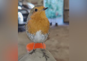 Henri crvendać je najbolji prijatelj Toma automehaničara | Foto: BBC