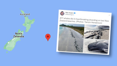 Dramatyczne zdjęcia z Nowej Zelandii. 477 martwych waleni na plażach