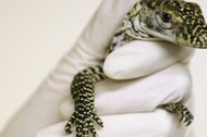 Baby Komodo dragon held by keeper after hatching at Chester Zoo in Chester