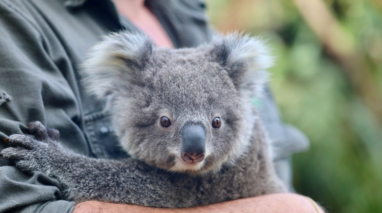 Nagyjából 10 ezer koala halt meg az ausztrál erdőtüzekben /Fotó: Northpoto/