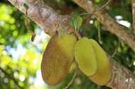 Jackfruit