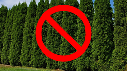 trzeba będzie wyciąć tuje. maksymalna dopuszczalna wysokość żywopłotu może zaskoczyć