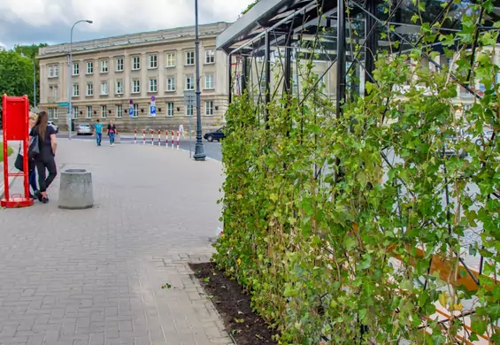 Przystanki w Warszawie będą jak małe miejskie ogrody. Zamiast reklam pojawią się kwiaty