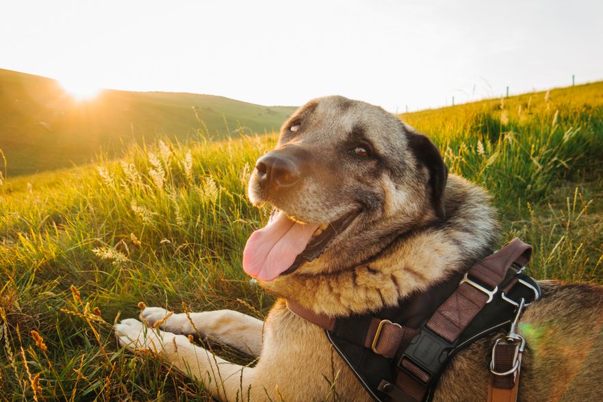 Kangal turecki