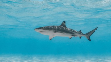 seria ataków rekinów. 12-latek w stanie krytycznym trafił do szpitala