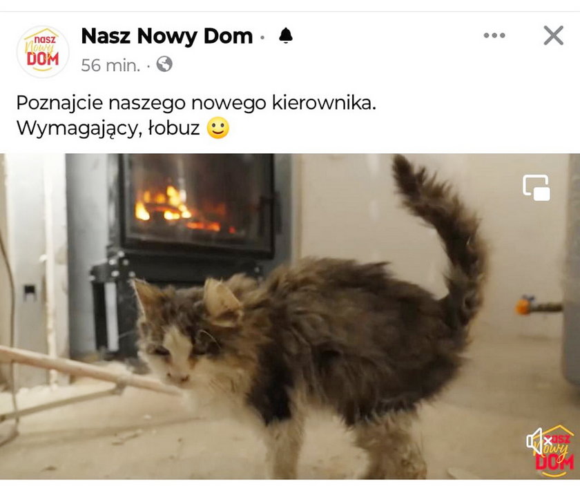Stacja Polsat wykorzystała zdjęcie chorego kota, by reklamować "Nasz Nowy Dom".