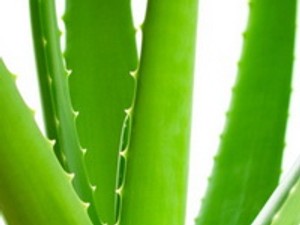 ALOE VERA - Tényleg csodanövény?