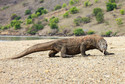 19. Waran z Komodo