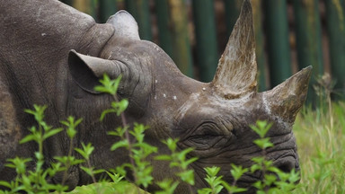 Fausta miała 57 lat. Nie żyje najstarszy na świecie nosorożec czarny