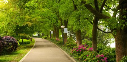 Zaprojektuj park w Branicach