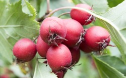 Leczą zaparcia, wzmacniają odporność - OWOCE GŁOGU