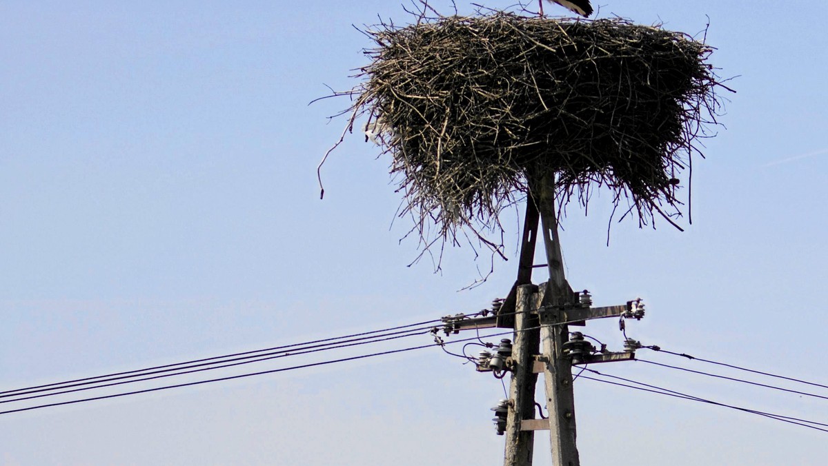 Do wsi Miłogórze na Warmii przyleciały pierwsze w tym roku bociany. Zdaniem ornitologów przylot "bocianich zwiadowców" zapowiada zwykle krótkotrwałe pogorszenie pogody i ostatnie opady śniegu.