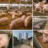 Nije afrička kuga najgore što se desilo srpskom stočarstvu: "Mogli ste za 100 evra da kupite živu svinju od 100 kila, to je suludo"