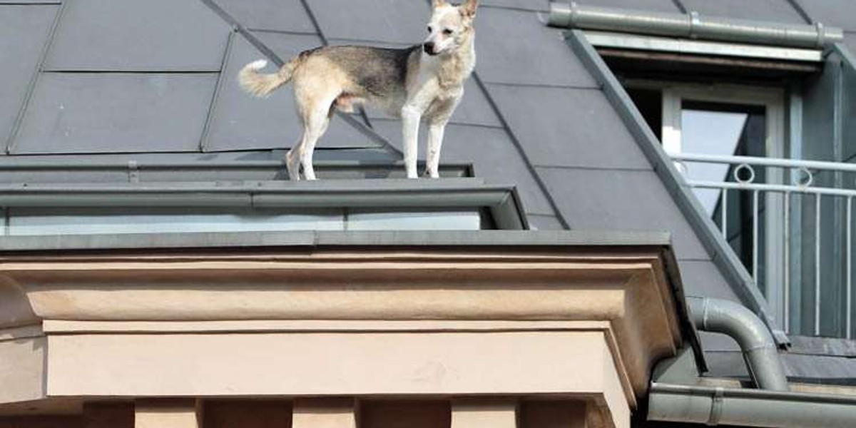 Pies alpinista. Zdobył dach trzypiętrowej kamienicy! FOTO