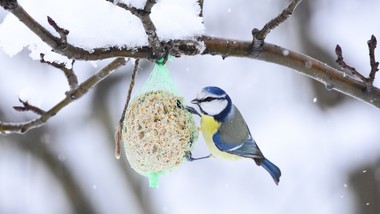 kule tłuszczowe najprostszym sposobem dokarmiania ptaków. czy są bezpieczne?