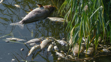 Przełom w sprawie śniętych ryb w rzece Ner. Znamy wyniki badań