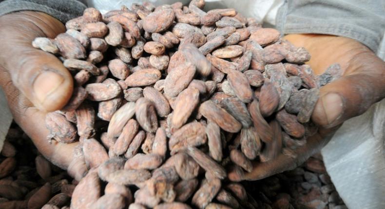 Le Ghana annonce une hausse historique de 45 % du prix du cacao pour 2024/2025