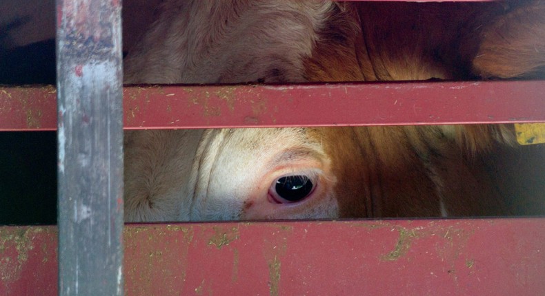 A cow is being transported to a slaughterhouse.Kypros/Getty images