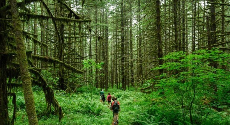 Hiking in the woods