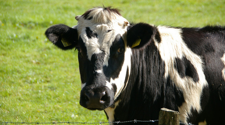 Súlyos állategészségügyi szabálysértéseket tárt fel a Nébih egy borsodi szarvasmarhatartónál / Illusztráció / Fotó: Pixabay