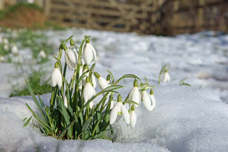 Rośliny, które kwitną zimą w ogrodzie — Śnieżyczka przebiśnieg (Galanthus nivalis)
