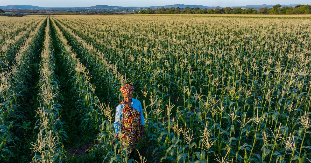 Africa's biggest maize producer resumes export after historic harvest forecast