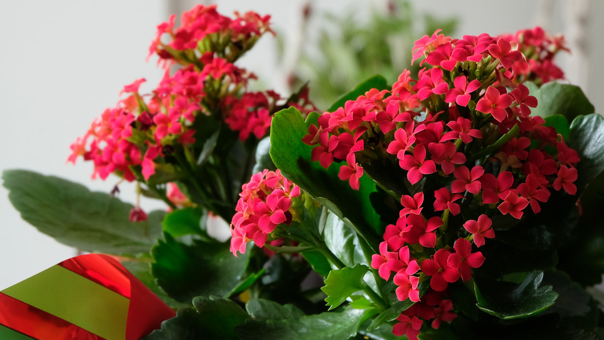 Rośliny, które kwitną zimą. Pięknie teraz przyozdobią twój dom (na zdj. kalanchoe)