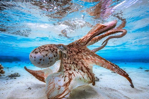 2017 Underwater Photographer of the Year