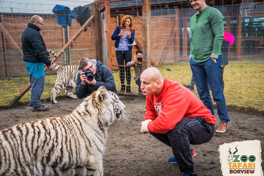 Artur Szpilka i Andrzej Wawrzyk bawili się z tygrysami
