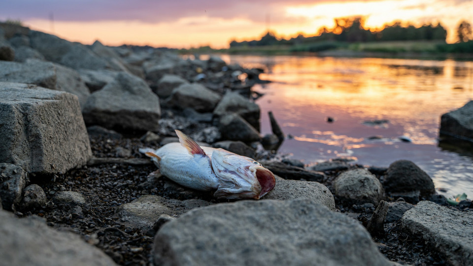 Katastrofa Ekologiczna. Śnięte ryby w Odrze