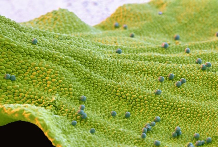 Latica cveta uljane repice Cvet valerijane Prašnici hibiskusa Polen na tučku podbela Cvet kamilice Cvet valerijane   Dlačice na laticama nevena Latica i tučak nevena   Latice cveta uljane repice Četiri zrnca polena jorgovana Latica ruže Pupoljak lovorovog cveta Latica ruže Latica jagorčevine