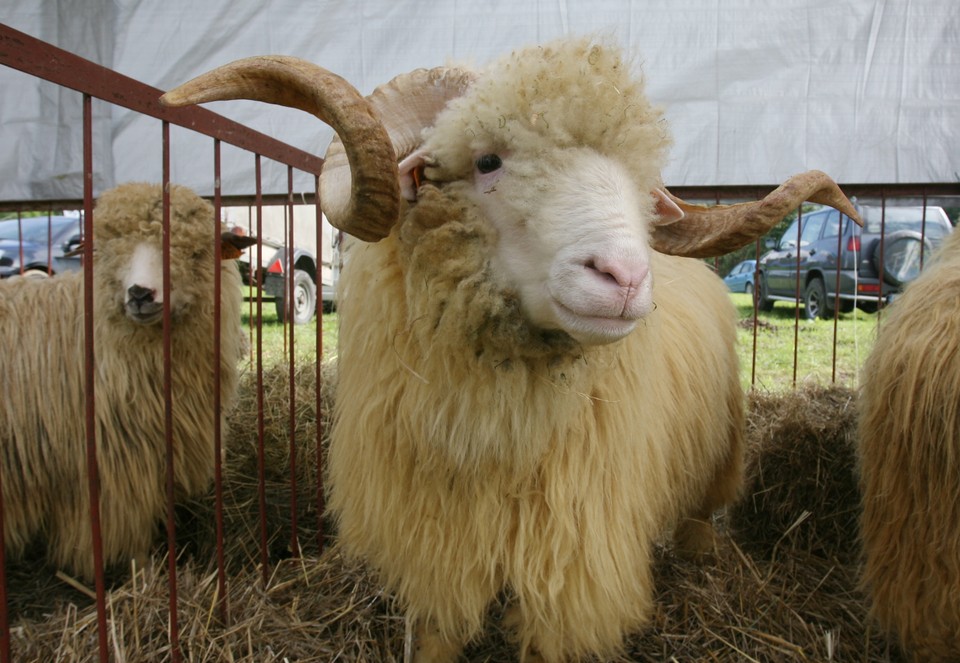 NAWOJOWA WYSTAWA ROLNICZA AGROPROMOCJA 2010