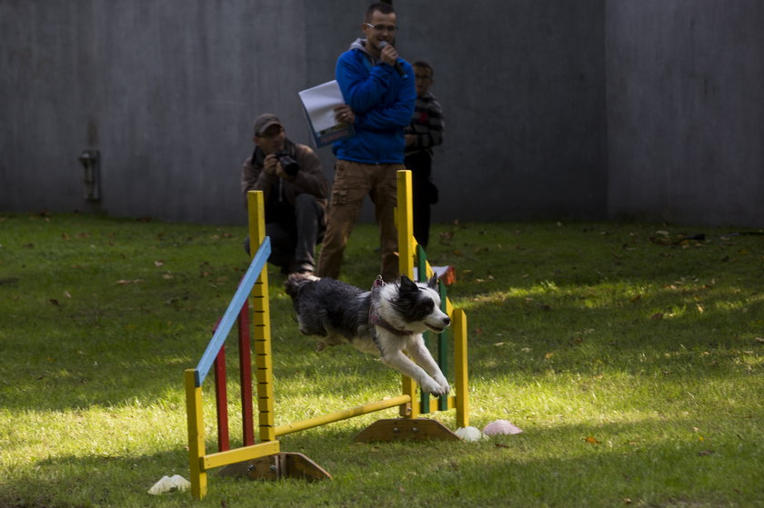 Gliwice. Piknik „Psistanek” w Gliwicach 