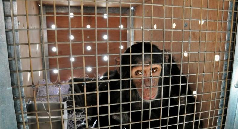 Four-year-old chimpanzee Manno, rescued by Animals Lebanon from a zoo in Duhok, Iraq after being trafficked from Syria, sits in a transport crate before his flight to Sweetwaters Chimpanzee Sanctuary in Kenya