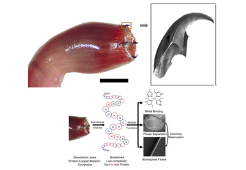 A Glycera dibranchiata kifordított ormányának képe négy állkapcsával, jobbra: Pásztázó elektronmikroszkópos felvétel egy Glycera állkapocsról (méretarány 0,5 mm).
