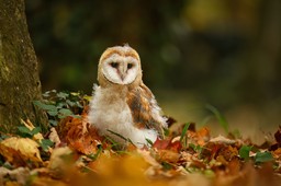 Bardzo przyjemny quiz z polskich ptaków. 20/20 tylko dla orłów