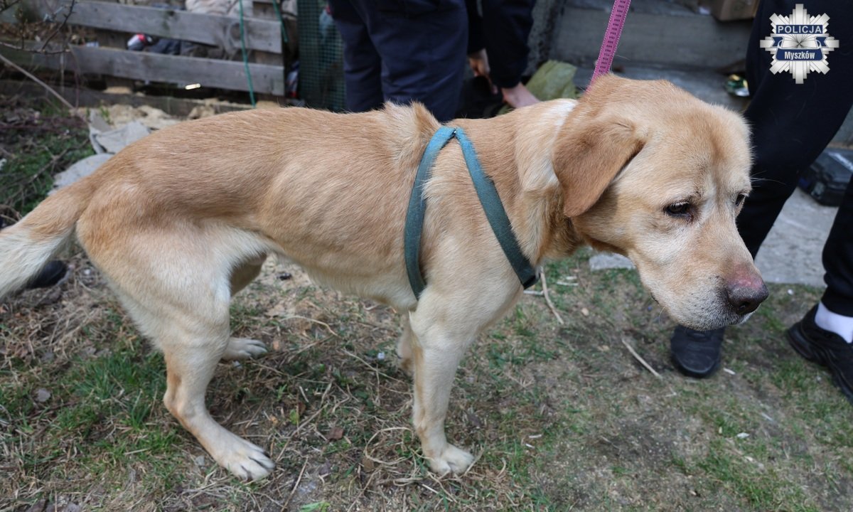 Policja odbiera zaniedbane psy w Myszkowie. Niekóre próbowały zjeść karton