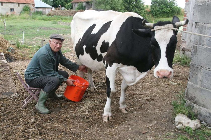 Szajka rabusiów doi nocą moje krowy