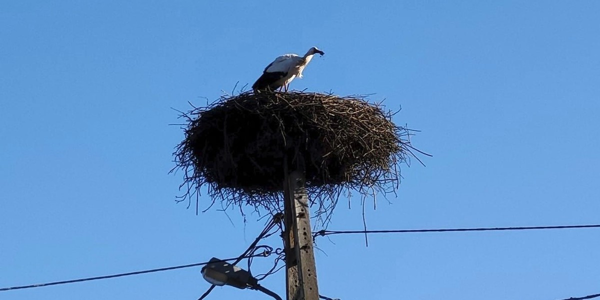 Bocian z Mazur już leci do Polski. Można go śledzić dzięki nadajnikowi GPS. 